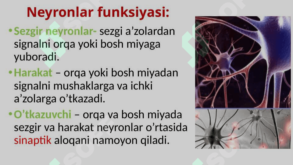 Nerv tizimini va Sezgi organlari 6