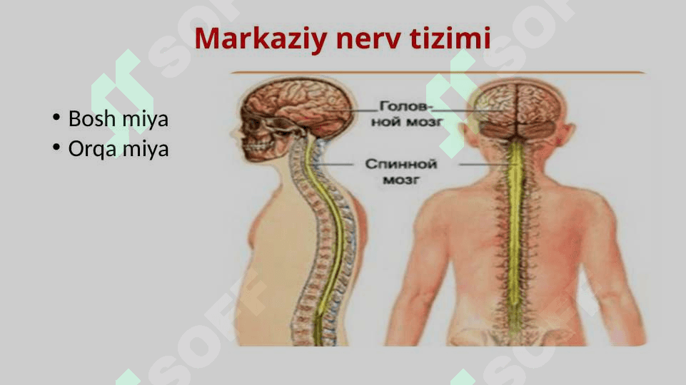 Nerv tizimini va Sezgi organlari 8