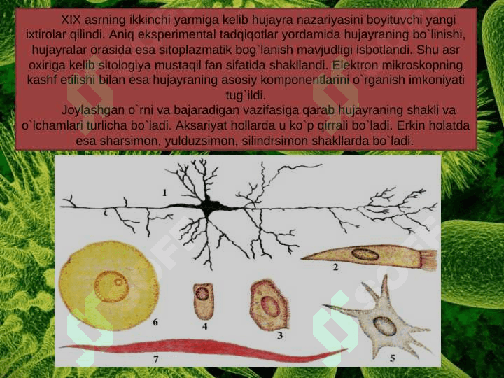 Hujayra bo'linishining norasmiy tiplari 5