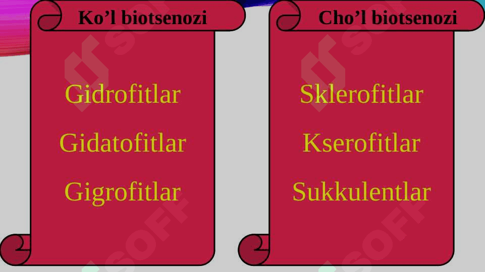 MIKROORGANIZMLAR  POPULYATSIYASI 4