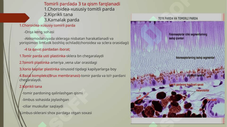 Sezgi a'zolari . Ko’rish a'zosi ( Organum visus ) 5