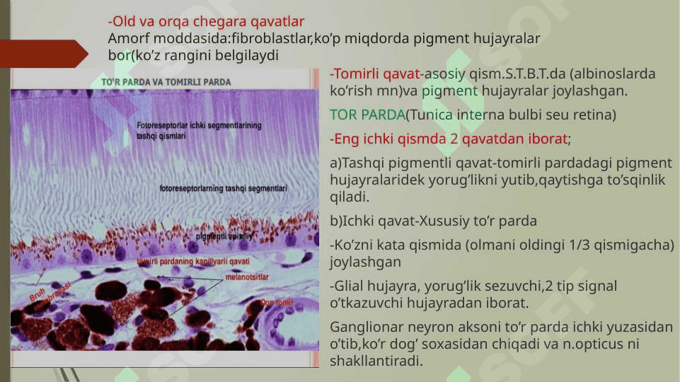 Sezgi a'zolari . Ko’rish a'zosi ( Organum visus ) 8