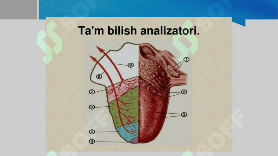 Tam bilish analizatori 3