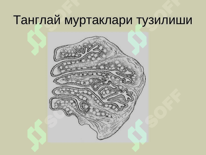 Халкумнинг  анатомияси. Ўткир ва  сурункали касалликлари 8