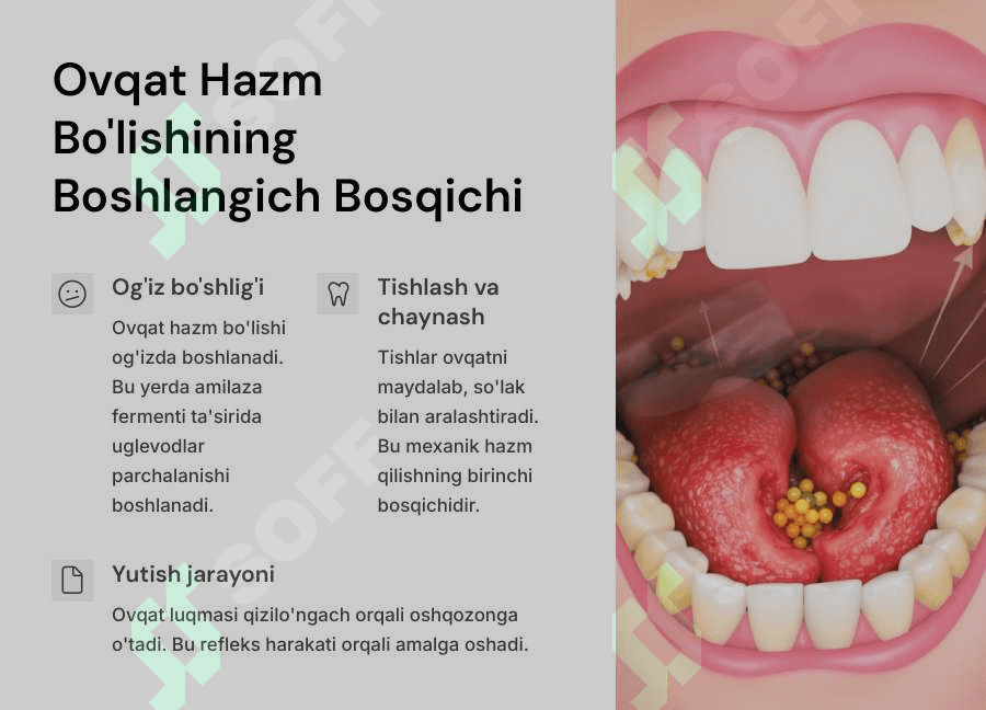 Ingichka va yo‘g‘on ichakda ovqat hazm bo‘lishi 3