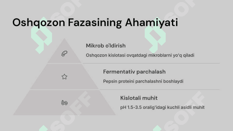 Ingichka va yo‘g‘on ichakda ovqat hazm bo‘lishi 4