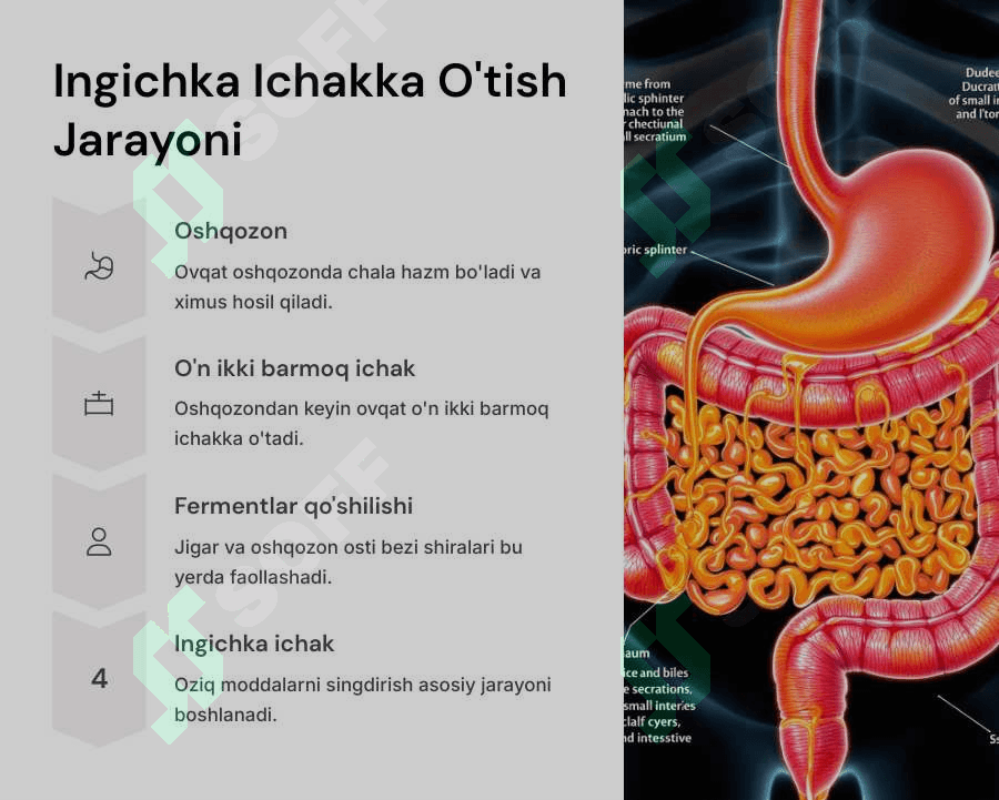 Ingichka va yo‘g‘on ichakda ovqat hazm bo‘lishi 5