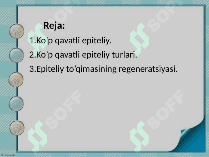 Ko'p qavatli epiteliy toʻqimasi 2