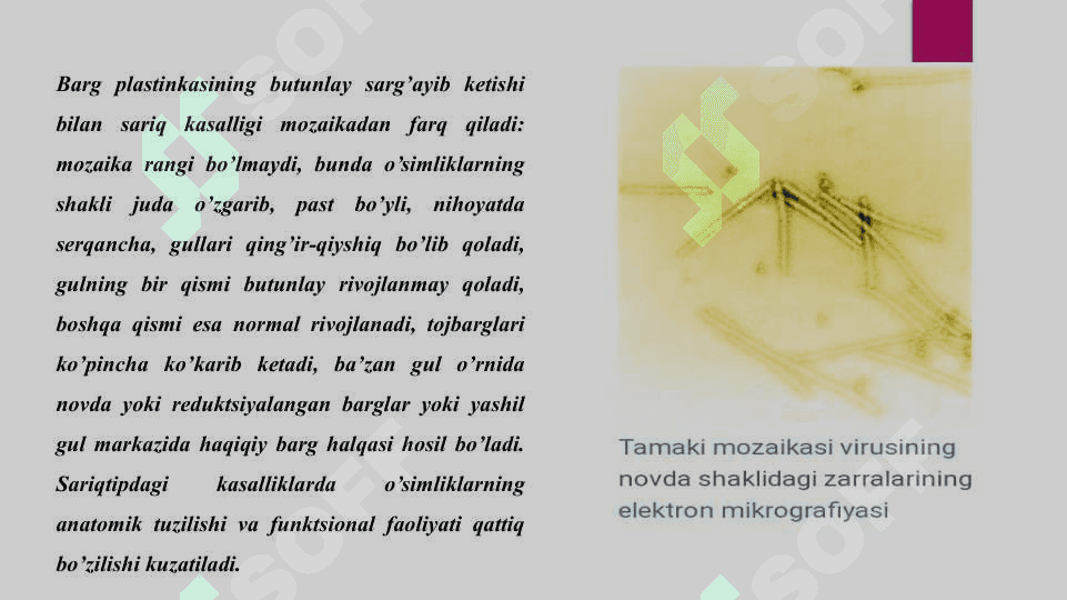 Fitopatogen viruslar va ularning xalq xo`jaligidagi ahamiyati 4