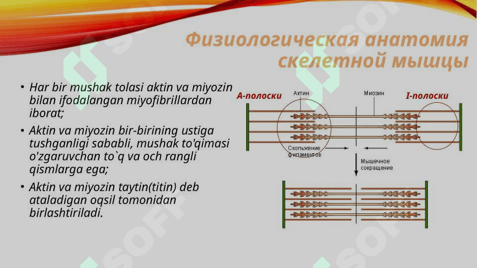 Mushaklar fiziologiyasi 3