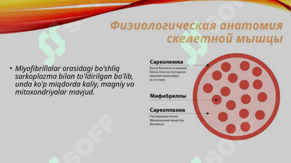 Mushaklar fiziologiyasi 4