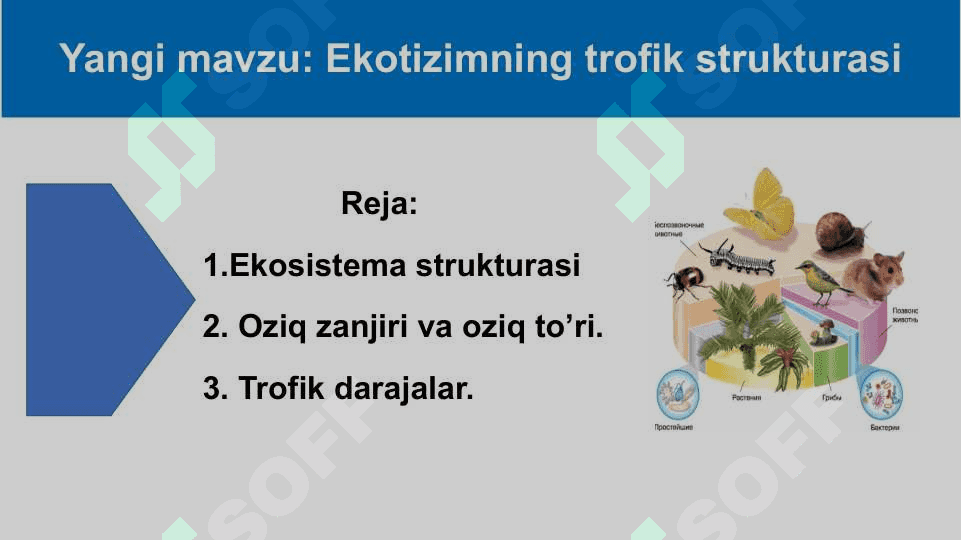Mavzu: Ekotizimning trofik strukturasi 2