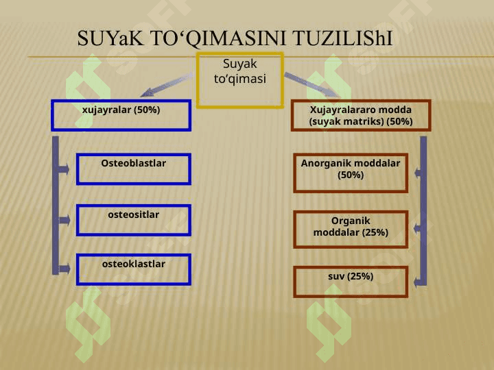 Togʻay va suyak 7