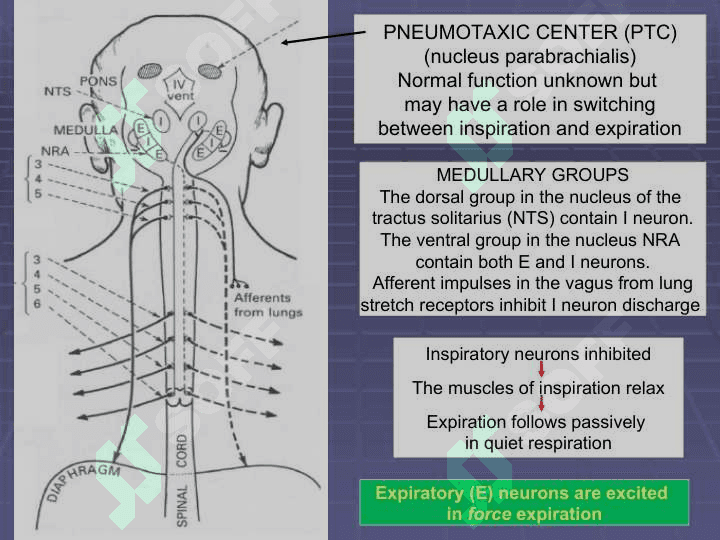 Regulation of breathing 6