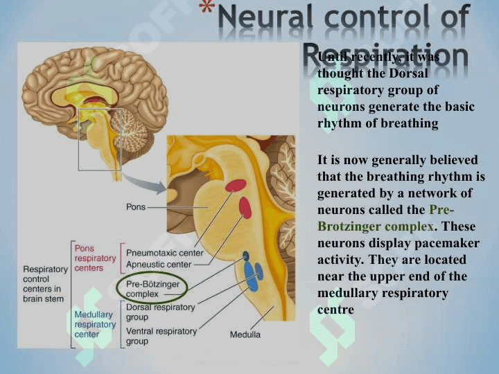 Regulation of Respiration 5