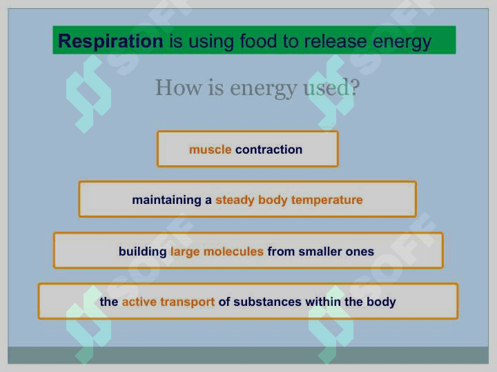 Respiration 2