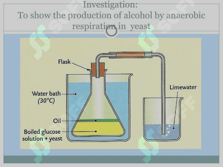 Respiration 7