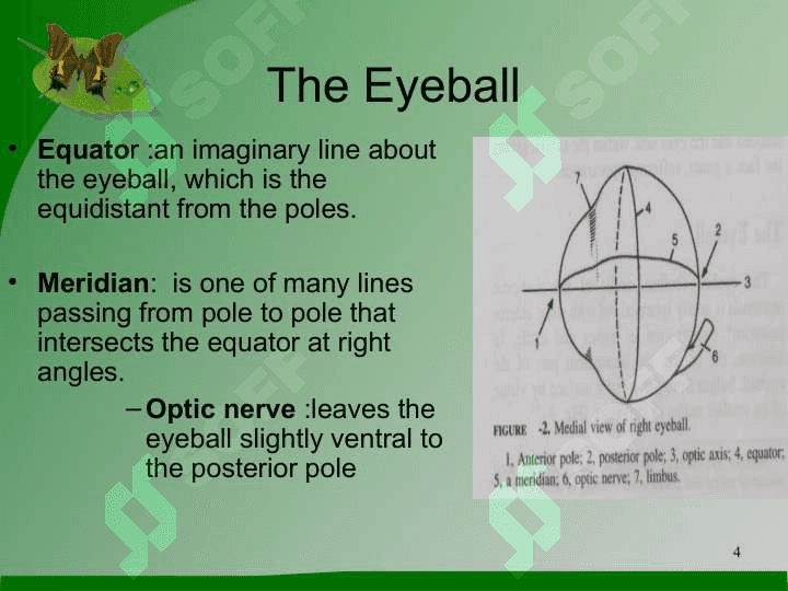 The  Eye 4