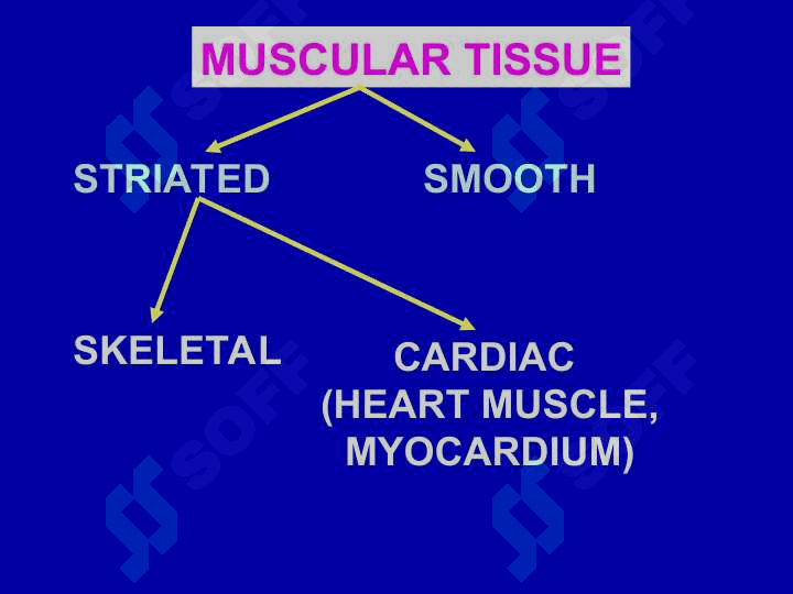Description of muscle tissue classification. Struchture function, and regeneration. 3