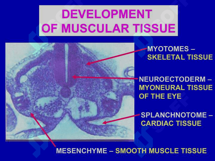 Description of muscle tissue classification. Struchture function, and regeneration. 4