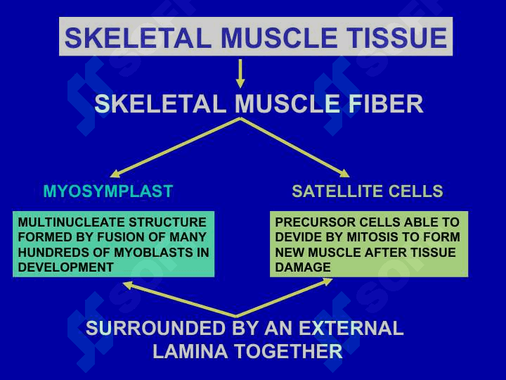 Description of muscle tissue classification. Struchture function, and regeneration. 6