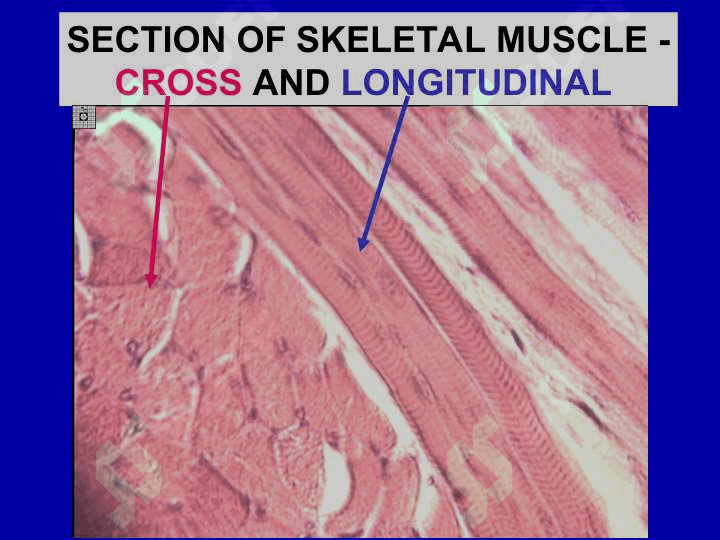 Description of muscle tissue classification. Struchture function, and regeneration. 7