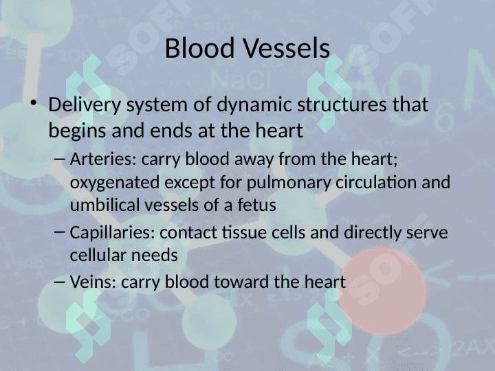 Blood Vessels 2