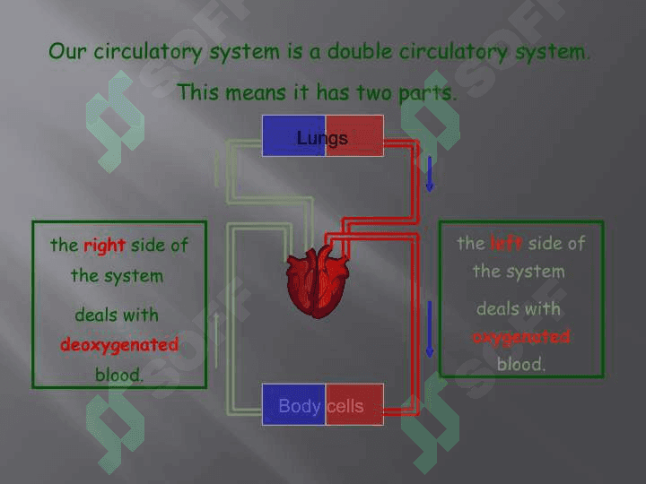 Circulatory System 4