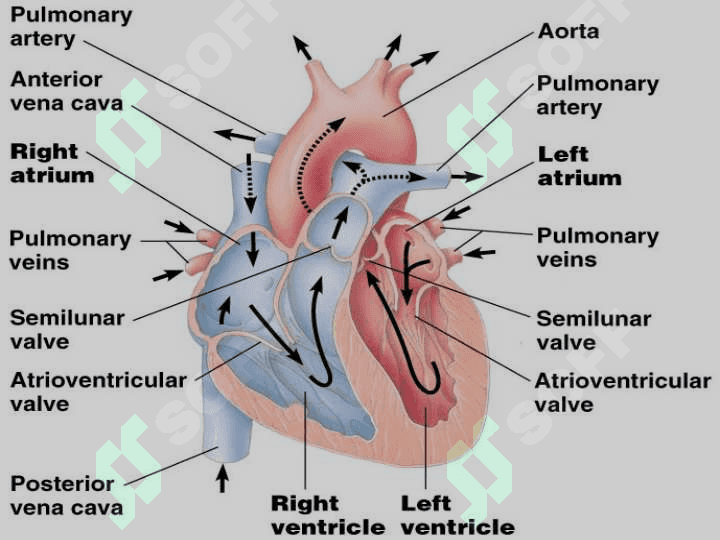 Circulatory System 6