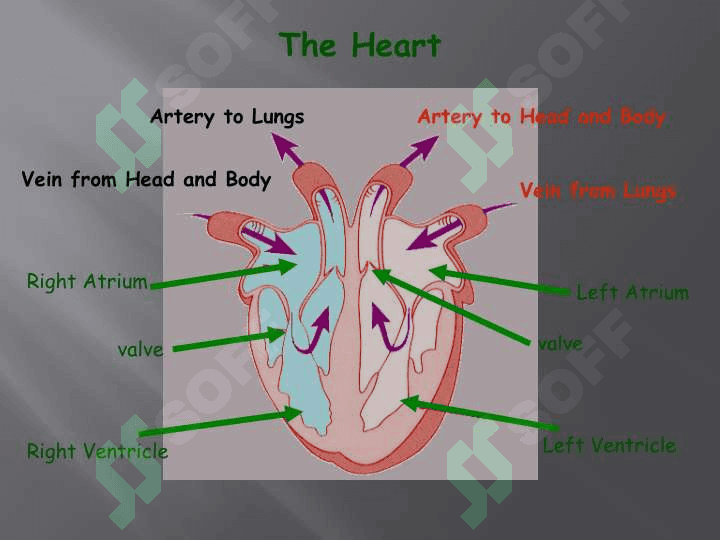 Circulatory System 7