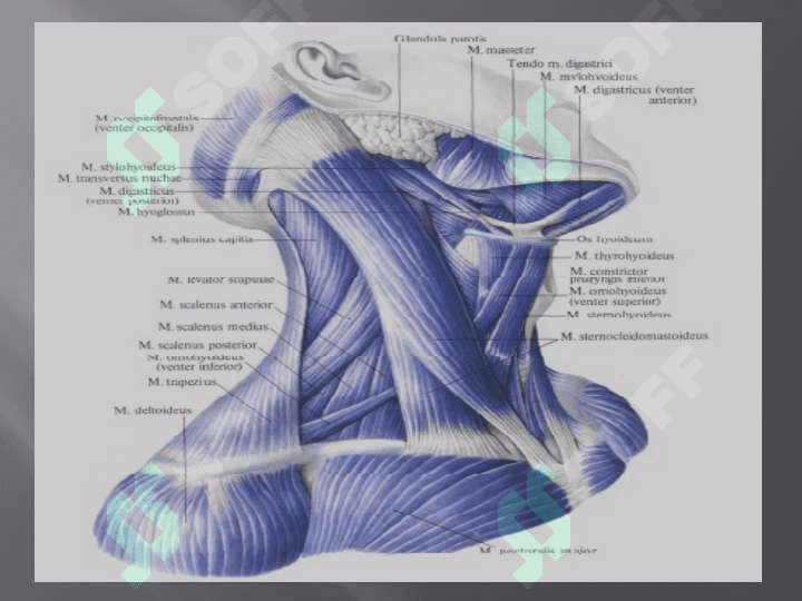 Muscles and fastion of a neck. Muscles and fastion of the head 5