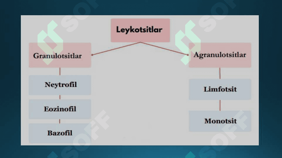Leykotsitlar, Qon guruhlari, Rezus omil, Qon quyish asoslari 4