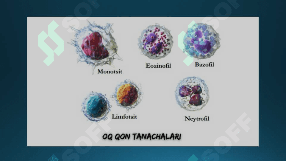 Leykotsitlar, Qon guruhlari, Rezus omil, Qon quyish asoslari 5