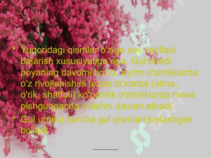 Gul va uning turlari 6
