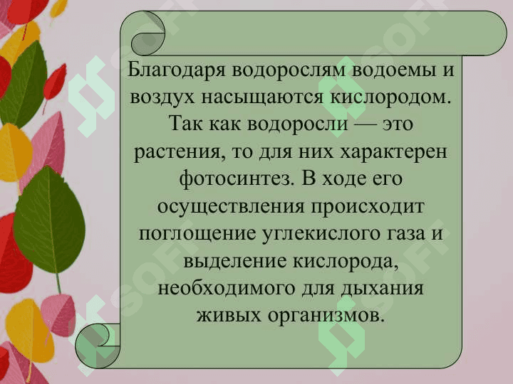 Важность водорослей 4