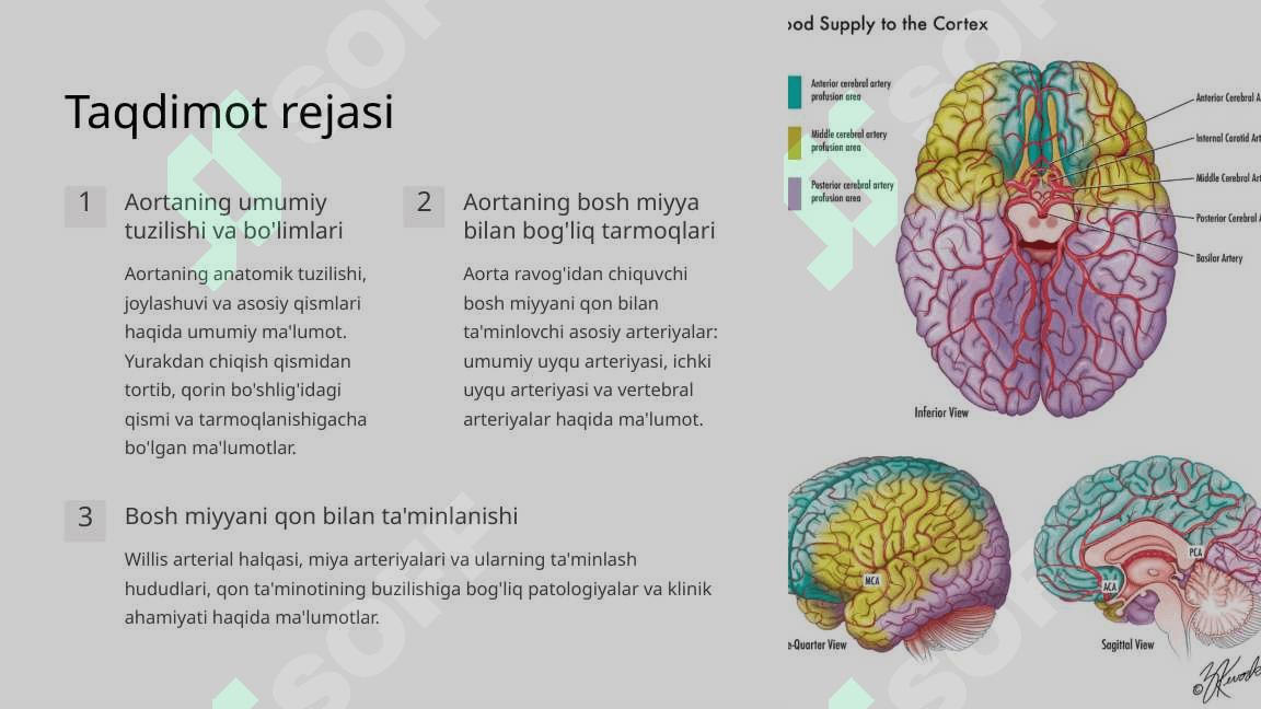 Aorta va uning tarmoqlari Bosh miyyani qon bilan ta'minlanishi 2