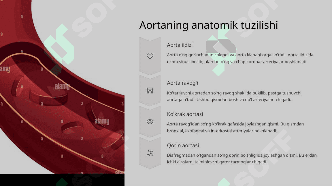 Aorta va uning tarmoqlari Bosh miyyani qon bilan ta'minlanishi 3