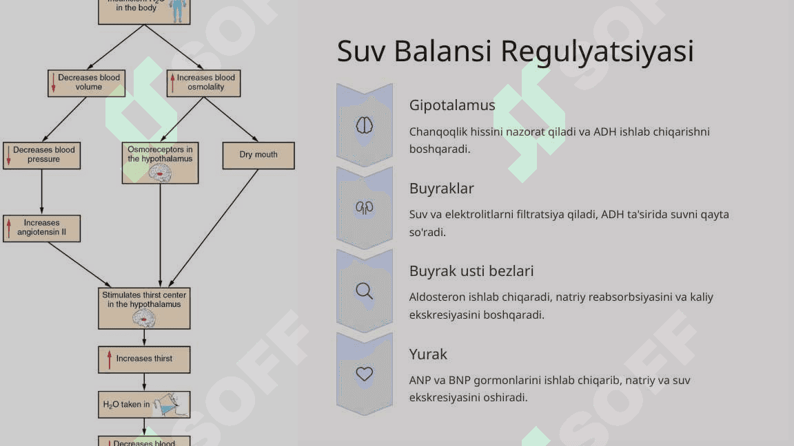 Moddalar Almashinuvi Suv-Elektrolit Almashinuvi Patofiziologiyasi 4
