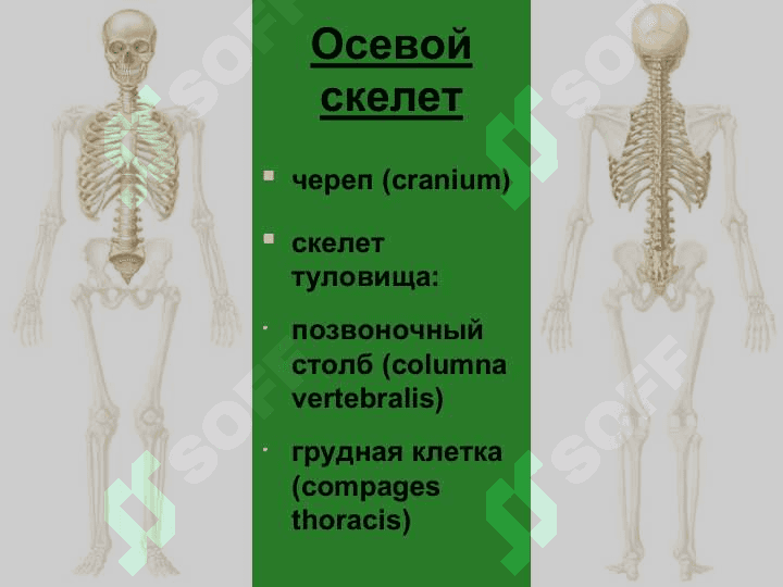 Осевой скелет 2