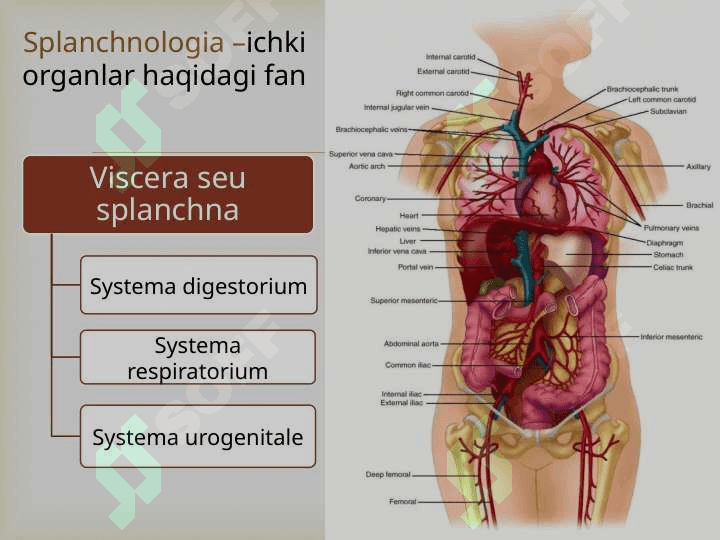 Hazm  sistemasi 3
