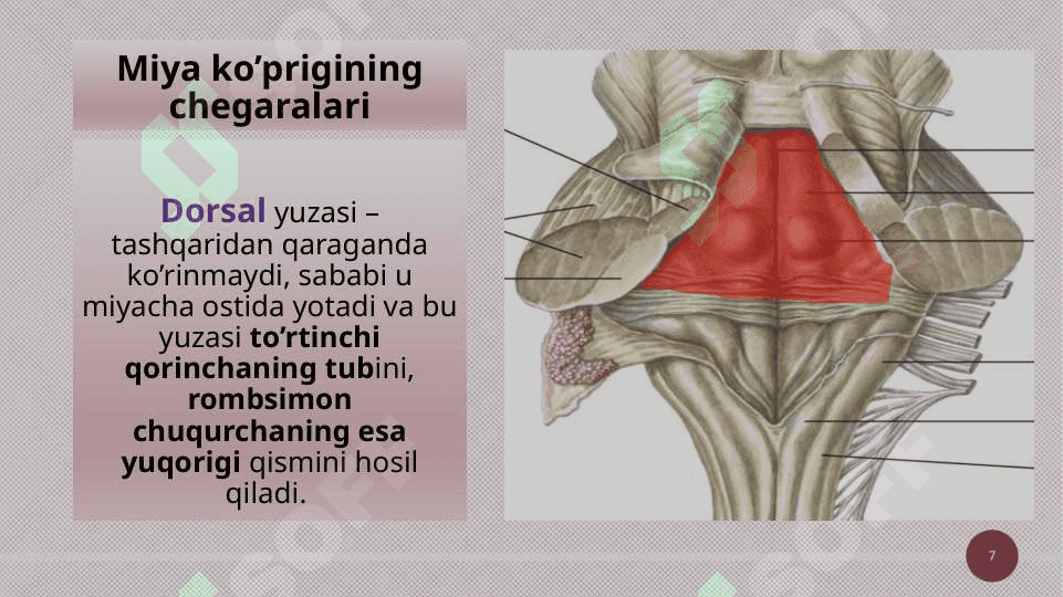 Miya ko’prigi va miyacha 7