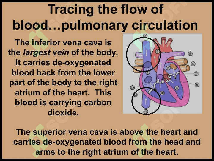 The circulatory (cardiovascular) system ppt 3