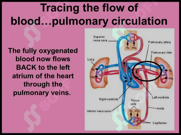 The circulatory (cardiovascular) system ppt 6
