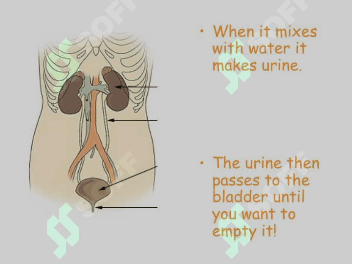 Kidney 6