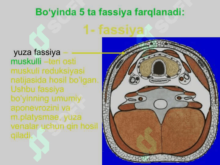Boʻyin sohasining klinik anatomiyasi. 5