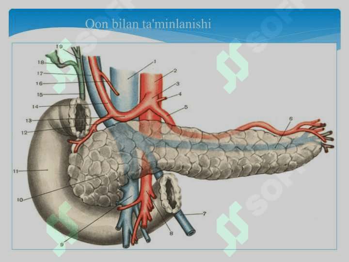 Qorin bo'shlig'i kasalliklari 6