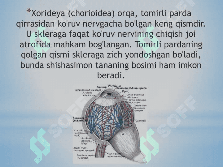 Xorideya (choroidea) ko'zning o'rta qatlami bo'lib, to'r parda va sklera o'rtasida joylashgan 3