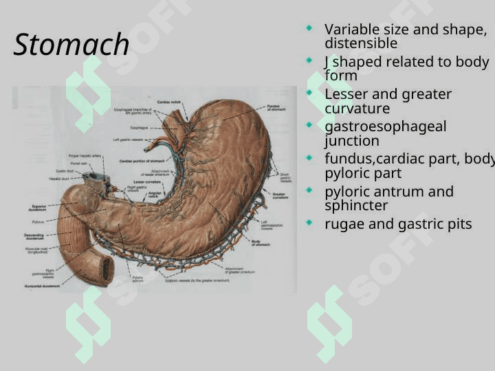 The Abdomen 5