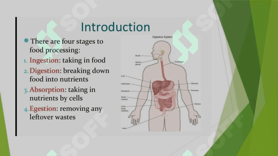 The digestive system and process of digestion and absorption 5