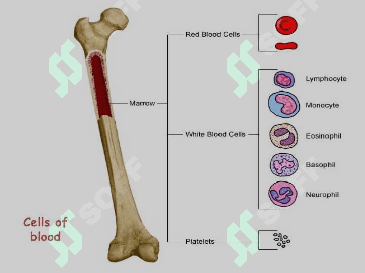BLOOD 4